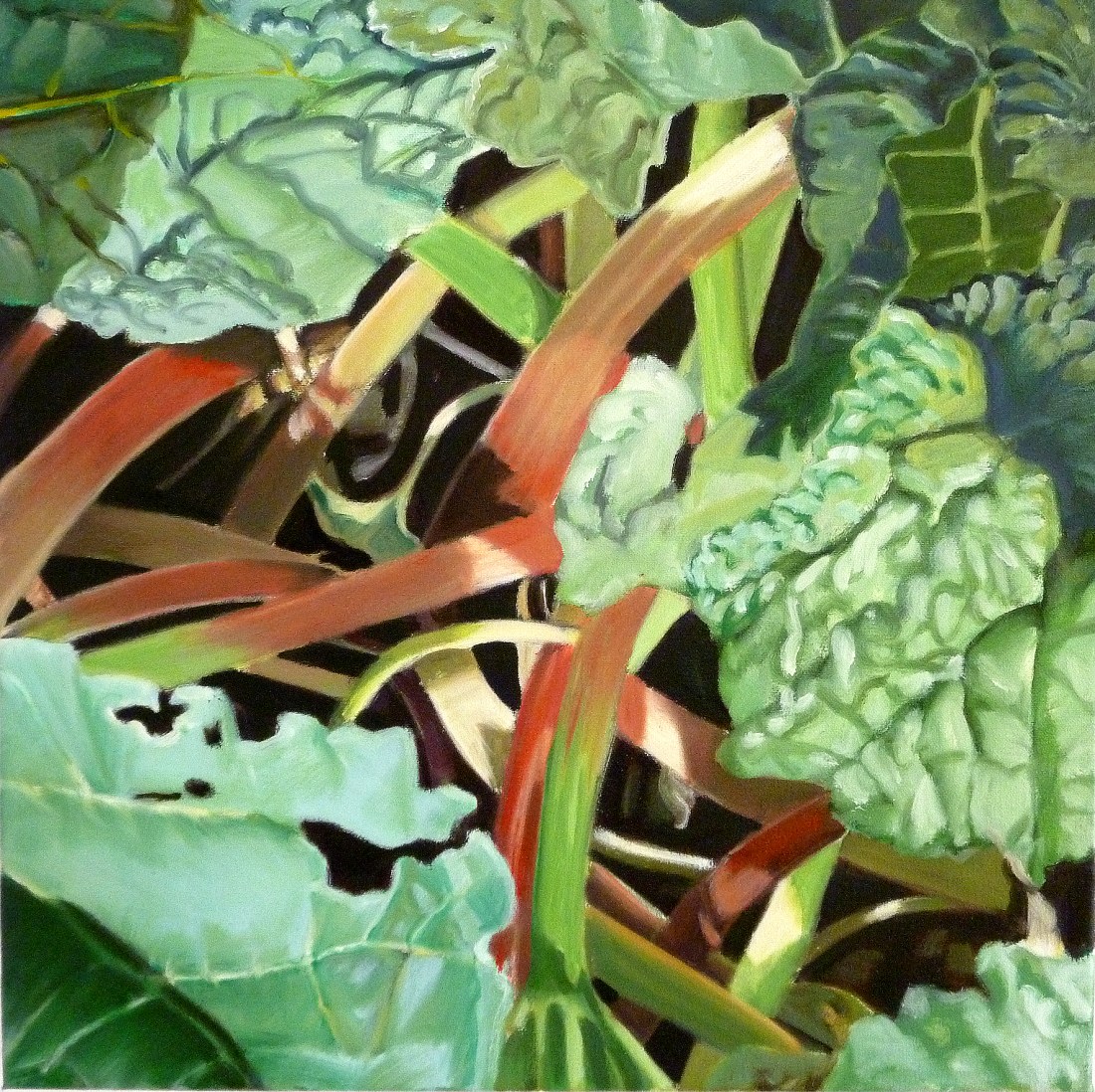 rhubarb2