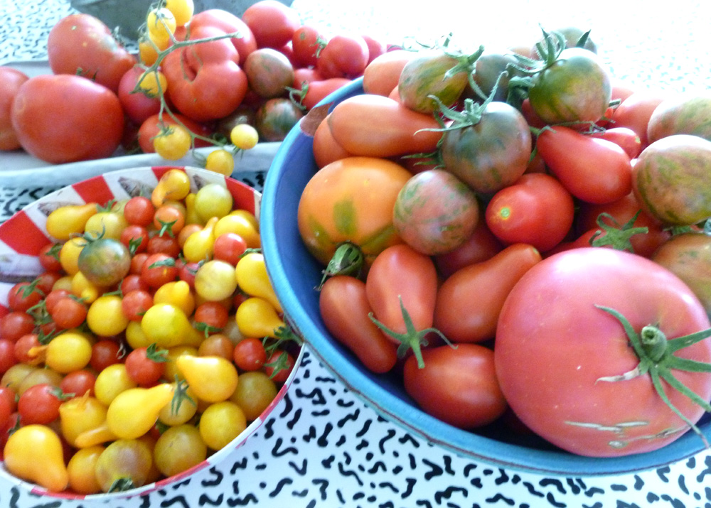 tomato harvest 2