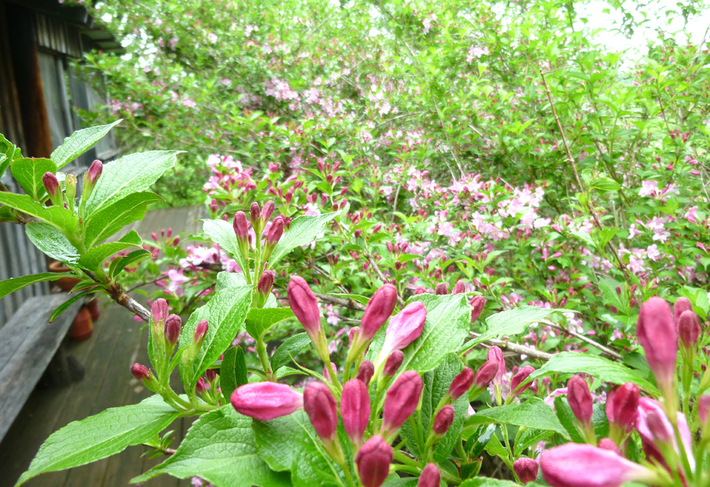 weigela hedge