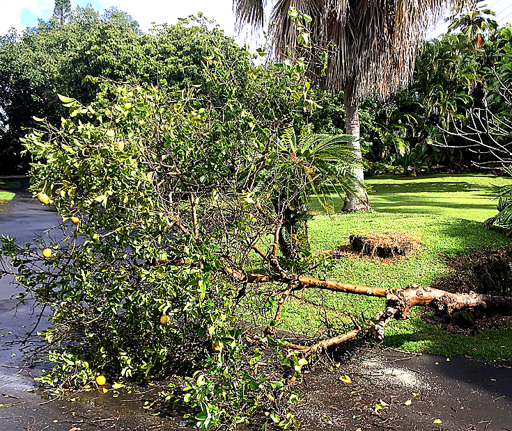 lemon tree2