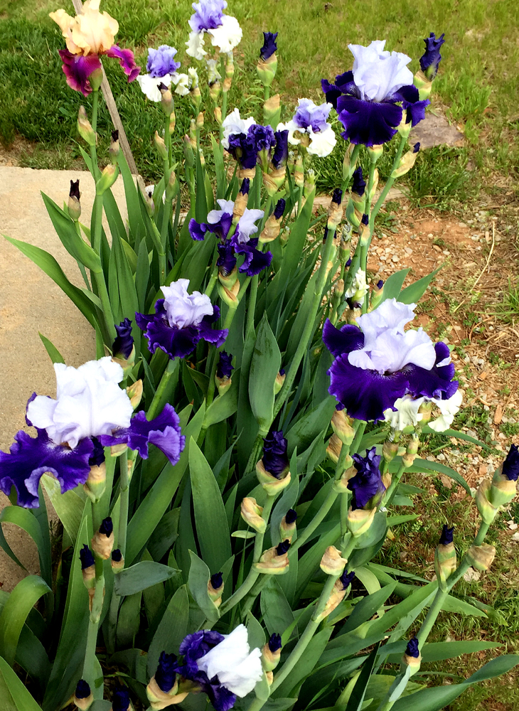 iris