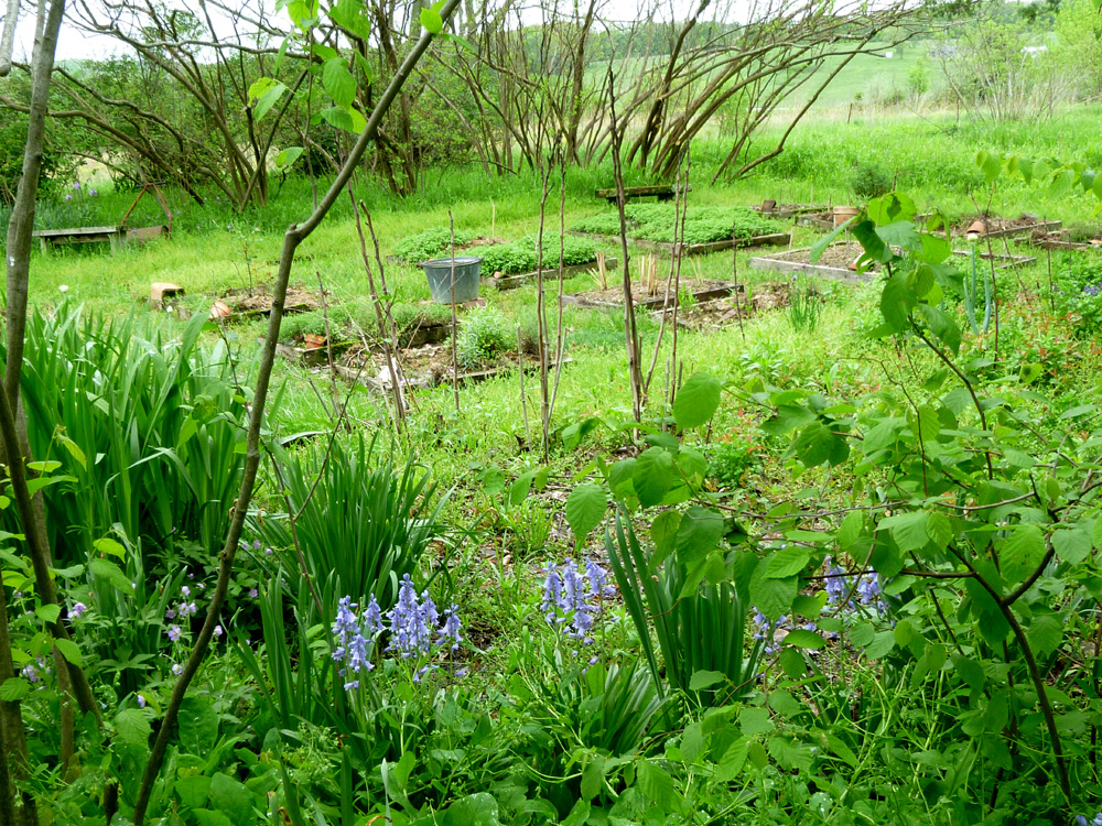 culinary garden