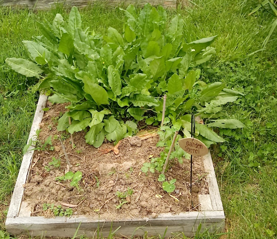 garden sorrel