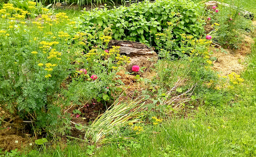 rose de rescht, rue and lemon balm 2