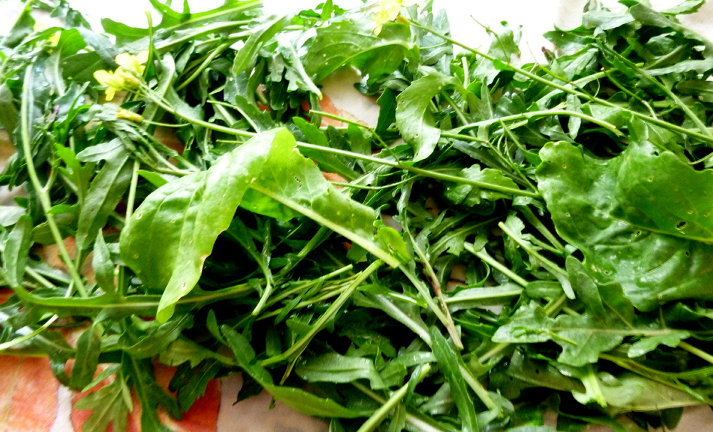 arugula