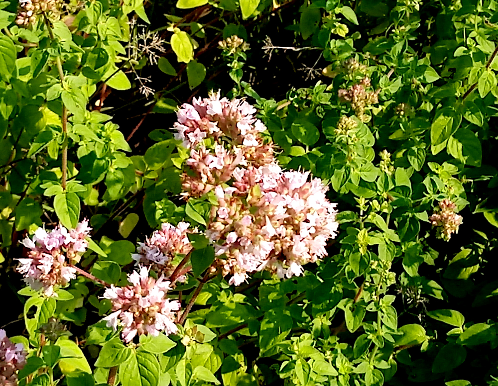 common oregano 2