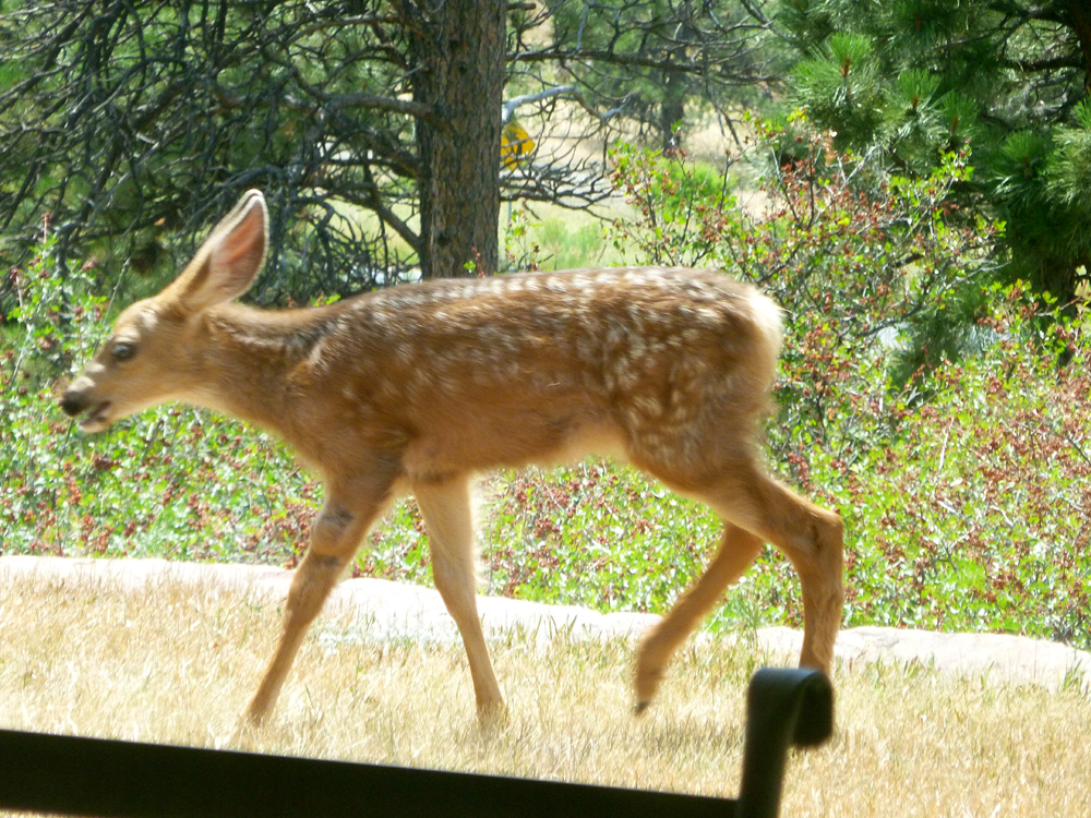 fawn