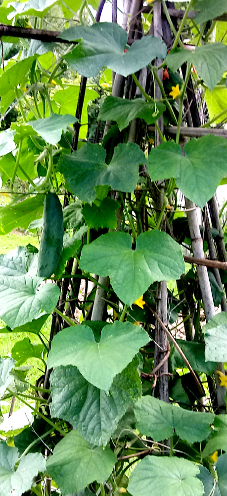 Japanese climbing cucumbers 2